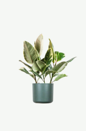 plants ecommerce product featured img 7